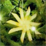 A pasta star on the Dartmounth Arms tree