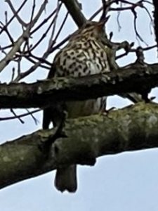 A thrush on a branch